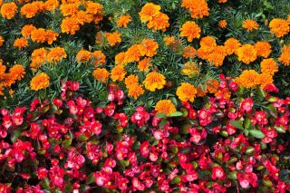 Begonia roja en continuo florecimiento + caléndula francesa - semillas de 2 especies de plantas con flores - 