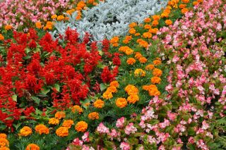 Sølv ragwort, scarlet salvie, morgenfrue og begonia - frø af 4 blomstrende plantearter - 