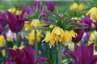 Tulipe impériale couronne violette et pourpre - ensemble de 18 pièces - 