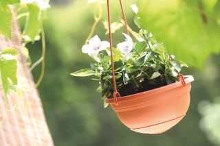 Vaso da fiori sospeso "Stella" ø 22 cm - color terracotta - 