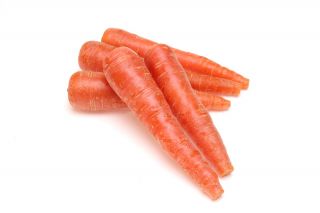 Gulrot – Nantes Polana - 5100 frø - Daucus carota