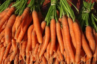 Morcov "Valor F1" - varietate timpurie - 1275 de semințe - Daucus carota ssp. sativus 