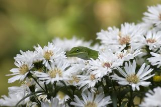 Aster nain "Pepite" - blanc - 