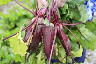BIO bit merah memanjang - benih organik bersertifikat - Beta vulgaris - biji