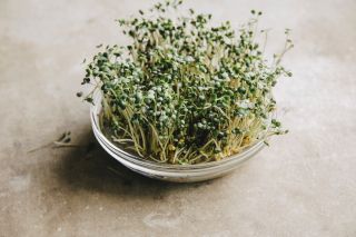 Graines à germer - Moutarde brune - BIO - Brassica juncea
