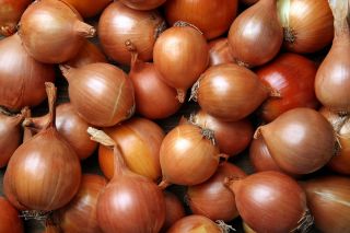 Цибуля 'Ніагара' - середньо пізній, надзвичайно продуктивний сорт -   Allium cepa - Niagara - насіння