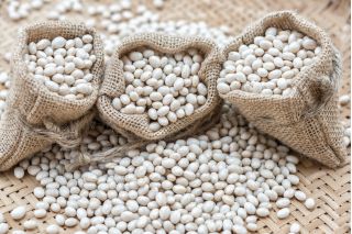 Buah kerdil untuk biji kering 'Laponia' -  Phaseolus vulgaris - Laponia - benih