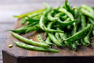 Kacang Prancis Kerdil 'Urania' -   Phaseolus vulgaris - Urania - biji