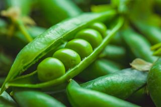 Shelling pea 'Value' - medium early