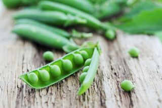 Shelling pea 'Biznes' - medium late