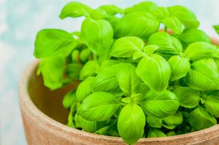 Mini garden - Green basil - untuk budaya balkon dan teras - Ocimum basilicum  - biji