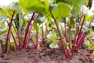 Acelga  - Beta vulgaris  - semillas