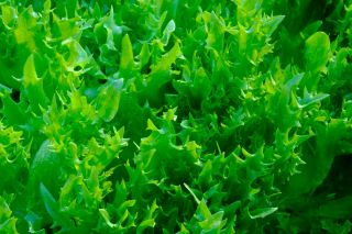 Taman mini - Endive untuk segar, daun potong - untuk balkon dan budaya teras - Cichorium endivia - biji