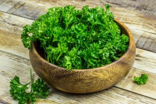 Taman mini - Daun daun pasir dengan daun keriting - untuk budaya balkoni dan teres - Petroselinum crispum  - benih