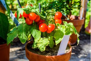 Mini Garden - Červené cherry paradajky - na pestovanie na balkónoch a terasách - Lycopersicon esculentum - semená