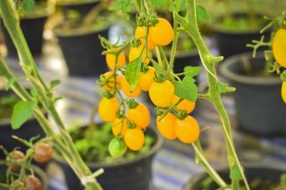 Mini Záhrada - Žltá cherry paradajka - na pestovanie na balkónoch a terasách -  Lycopersicon esculentum - semená