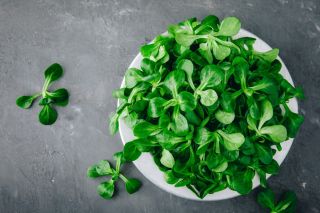 Vuonankaali -  Valerianella locusta - siemenet