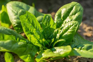 Mini Garden - Bayam untuk memotong daun - untuk penanaman di balkoni dan teres; roket - Spinacia oleracea - benih