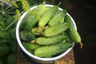 Turta de castravete "Soplica" - seminte acoperite - Cucumis sativus - semințe