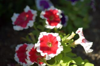 Pétunia Iluzja - Rojo - Petunia hyb. multiflora nana - semillas
