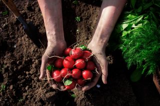 Radish "Tytania" - COATED SEEDS