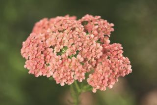 Řebříček obecný - Lachsschönheit - světle růžová - 