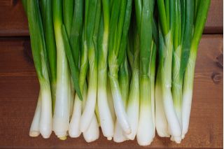 Zimní cibule 'Zimní hnízdo' - 100 g -  Allium fistulosum - semena