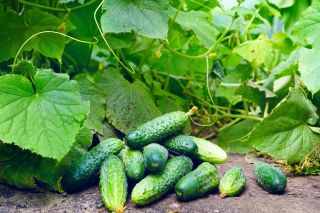 Польовий огірок "Сканер" - ранній сорт для консервів -  Cucumis sativus - насіння