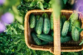 Польовий огірок "Сканер" - ранній сорт для консервів -  Cucumis sativus - насіння