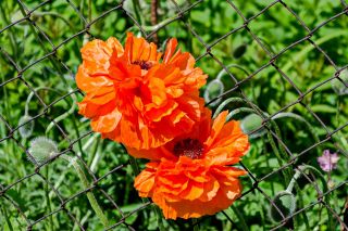 Hoa anh túc phương Đông - đỏ, hoa kép -  Papaver orientale - hạt