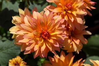 Dahlia Autumn Fairy