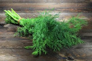 Eneldo - Kozak - Variedad aromática para uso fresco y encurtidos - Semillas frescas
