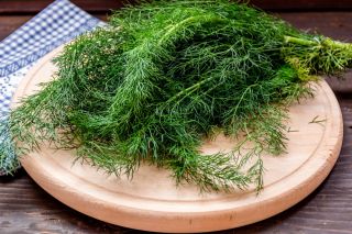 Eneldo - Kozak - Variedad aromática para uso fresco y encurtidos - Semillas frescas