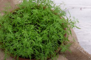 Dill 'Lukullus' - 100 g -  Anethum graveolens - hạt