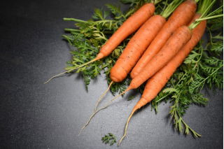 Carrot 'Afro' - medium late, recommended for storage