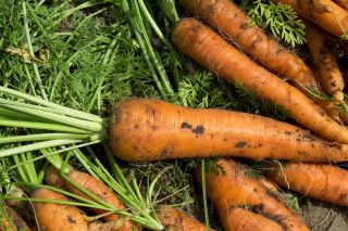 Gulerødder - Flakkese 2 -  Daucus carota - frø