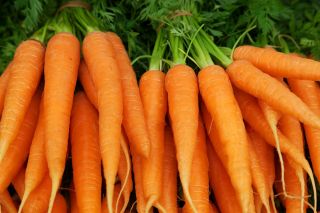 морковь Norton -  Daucus carota - Norton - семена