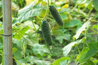 キュウリ 'マキシムス'  - 初期の、生産的な品種 - Cucumis sativus - Maksimus - シーズ