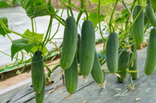 Kurkku Lawina -  Cucumis sativus - Lawina - siemenet