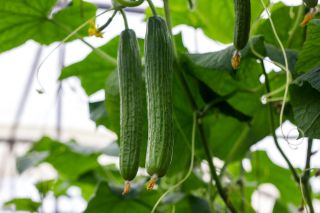 Salatalık salatası 'Topaz' - örtü altında yetiştiriciliği için -  Cucumis sativus - Topaz - tohumlar