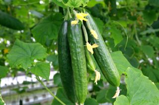 Salatalık salatası 'Topaz' - örtü altında yetiştiriciliği için -  Cucumis sativus - Topaz - tohumlar