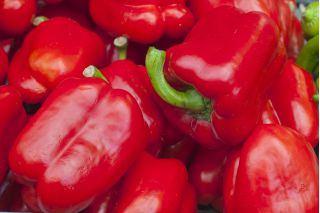 Paprika 'Barbórka' - rote Frühsorte für den Tunnelanbau - 