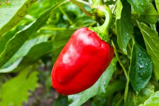 Paprika 'Barbórka' - rote Frühsorte für den Tunnelanbau - 