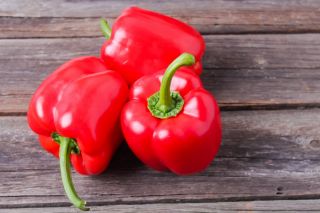Tatlı biber 'Kaskada' - tünellerde yetiştiriciliği amaçlanan kırmızı çeşidi -  Capsicum annuum - Kaskada - tohumlar