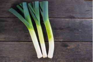 Leek 'Janosik' - terlambat, variasi musim dingin -  Allium porrum - Janosik - biji