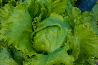 Eisbergsalat 'Bakata' - mittelspäte Sorte - 
