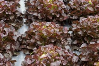 салат-латук - Biscia Rossa - Lactuca sativa - Biscia Rossa - семена
