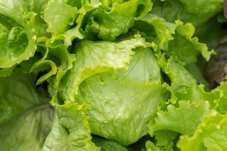 салат-латук - Kwiryna -  Lactuca sativa - Kwiryna - семена