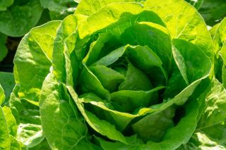 салат-латук - Nawojka -  Lactuca sativa - Nawojka - семена