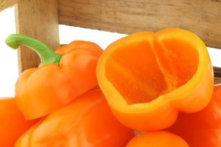 Sladký pomerančový pepř „Etude“ - 10 g -  Capsicum annuum - semena
